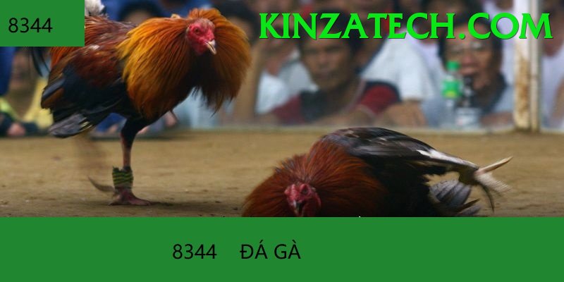 Đá Gà Trực Tiếp - Trải nghiệm tuyệt vời